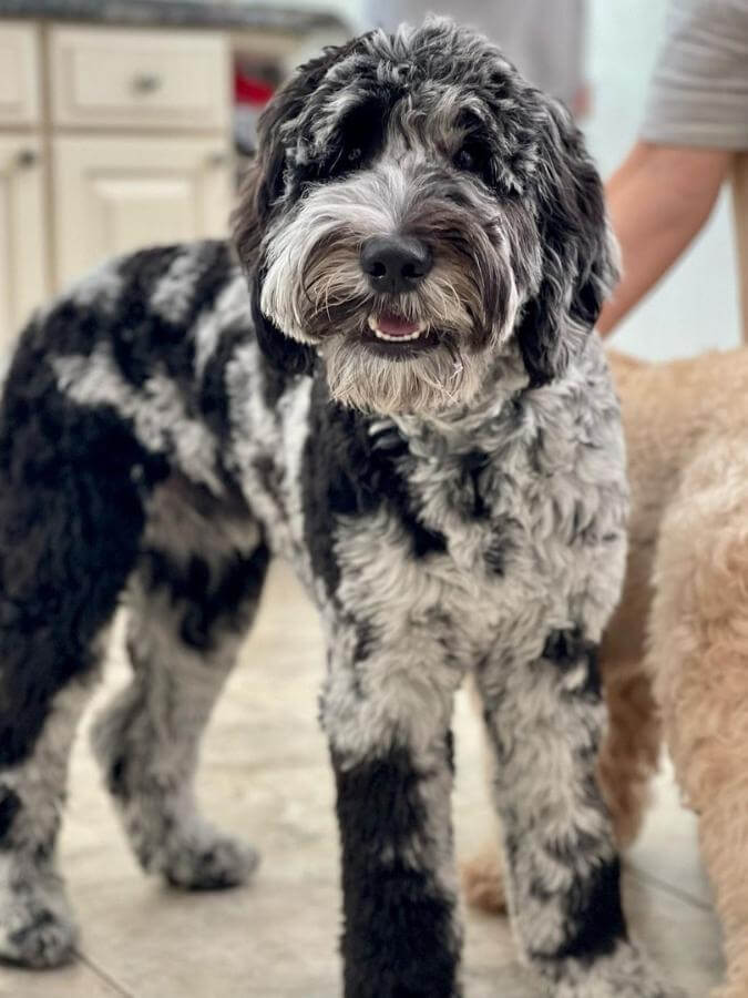 Adult blue merle Goldendoodle standing next to his owner in the kitchen