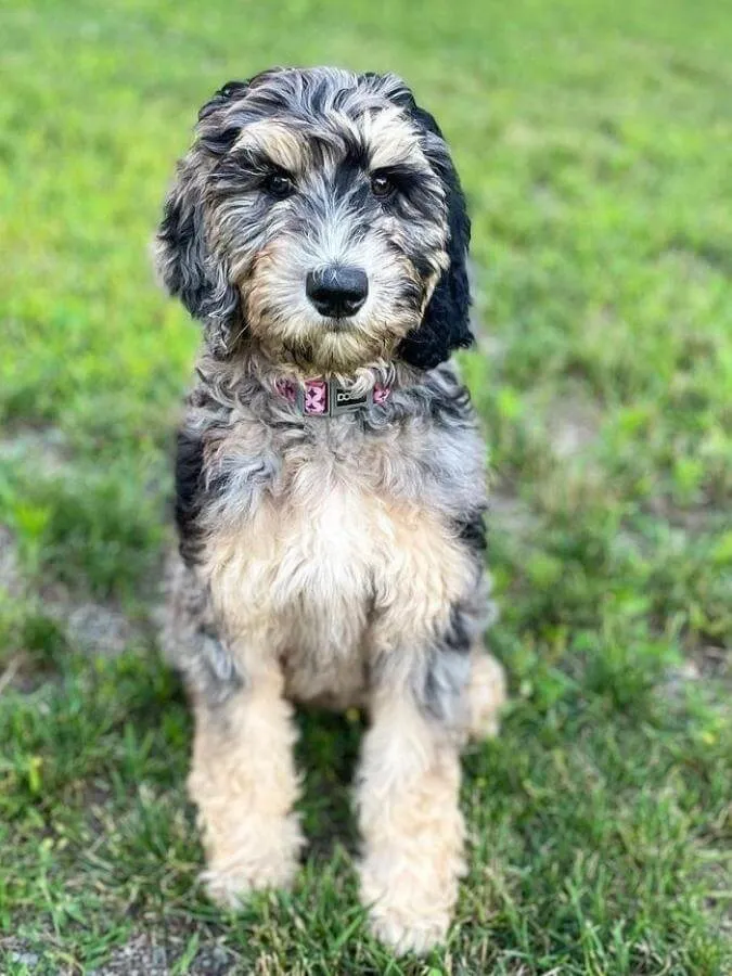 Blue merle phantom Goldendoodle sitting outside on the grass