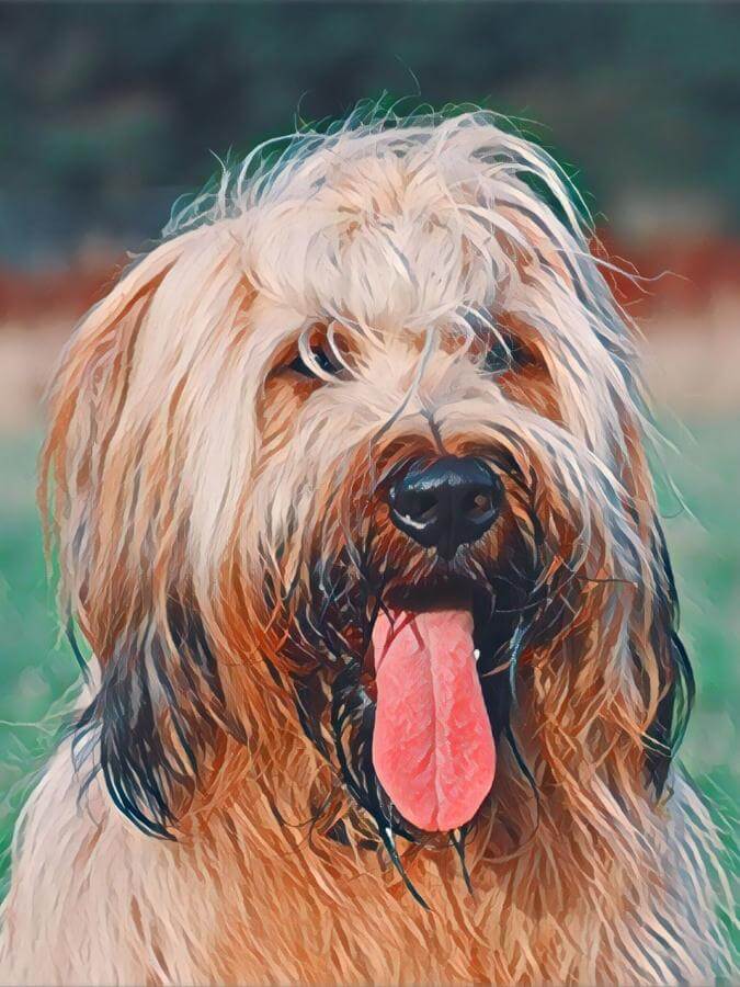 A painted portrait of the face of a Briard dog