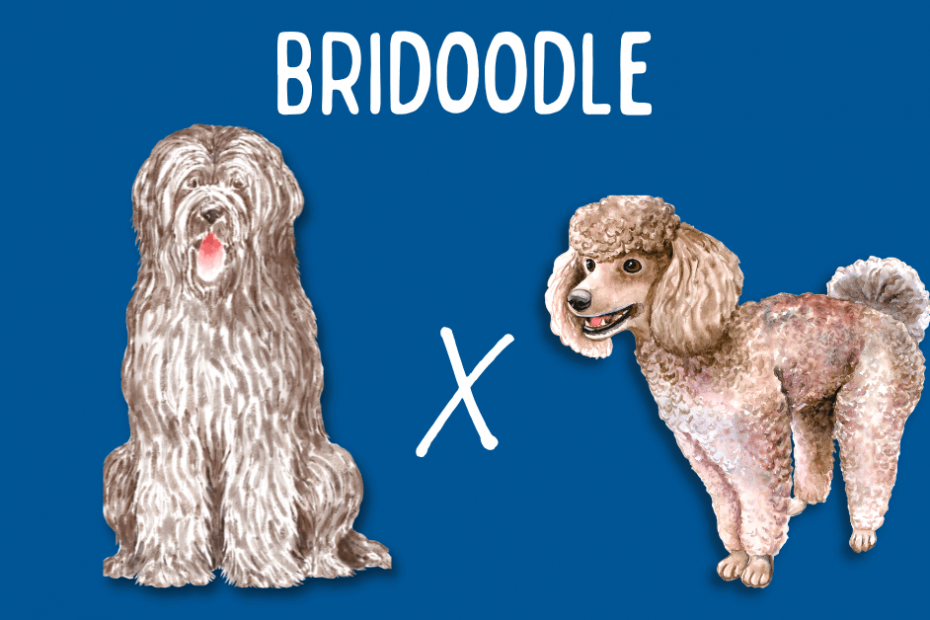 Cartoon Briard next to a cartoon Poodle with text above that says "Bridoodle"