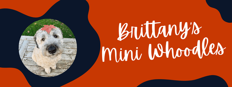 Decorative orange and blue image with text that says "brittany's mini whoodles"