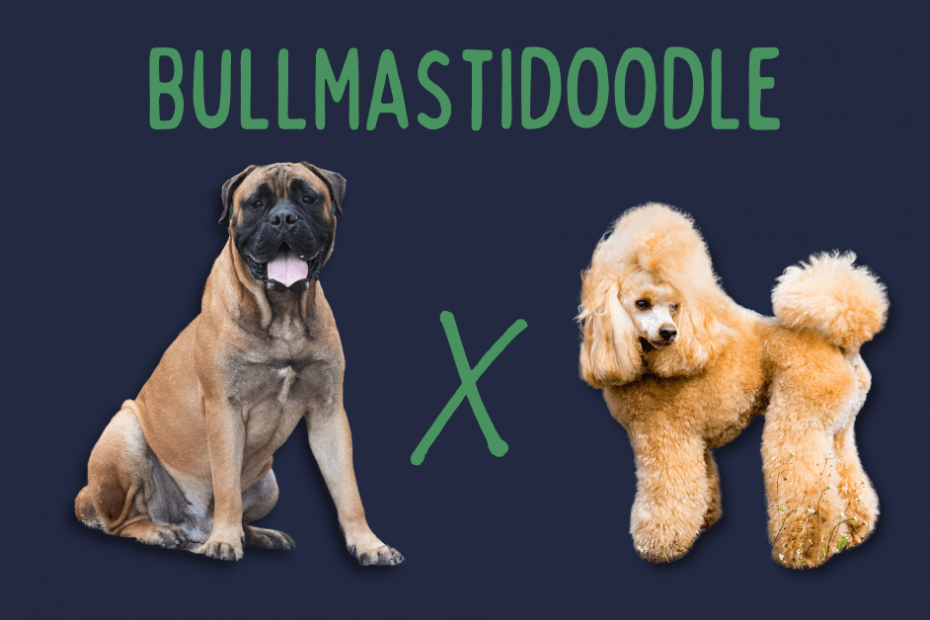 Bullmastiff next to a Poodle with text saying Bullmastidoodle