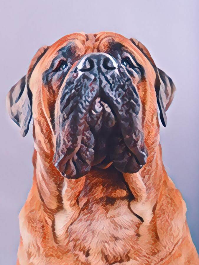 Painted portrait of a Bullmastiff's head and upper body