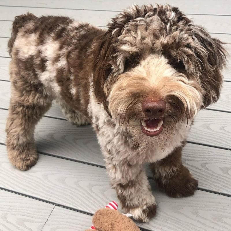 Chocolate merle Goldendoodle smiling at the camera