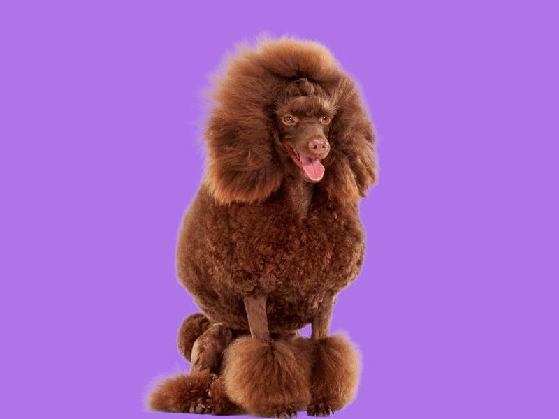 Chocolate-colored adult standard Poodle sitting upright with a purple background behind him