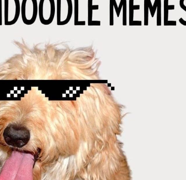 A dog wearing sunglasses with the words idoodle memes.