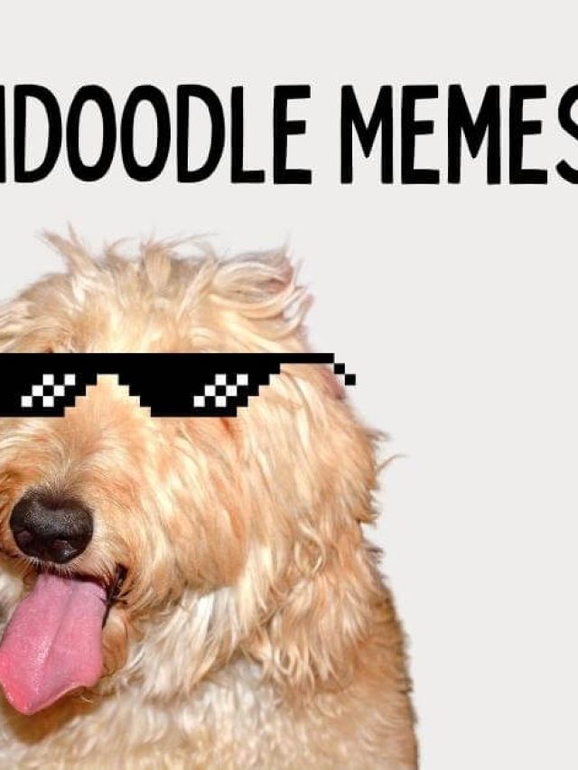 21 Funny Goldendoodle Memes Only Owners Understand Story