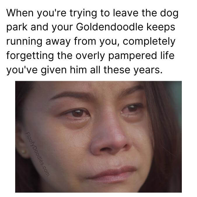 Lady crying over her Goldendoodle not returning to her