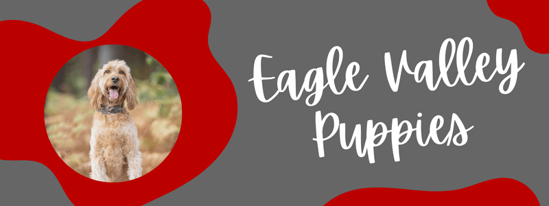 Grey and scarlet decorative banner with text that says "Eagle Valley Puppies"