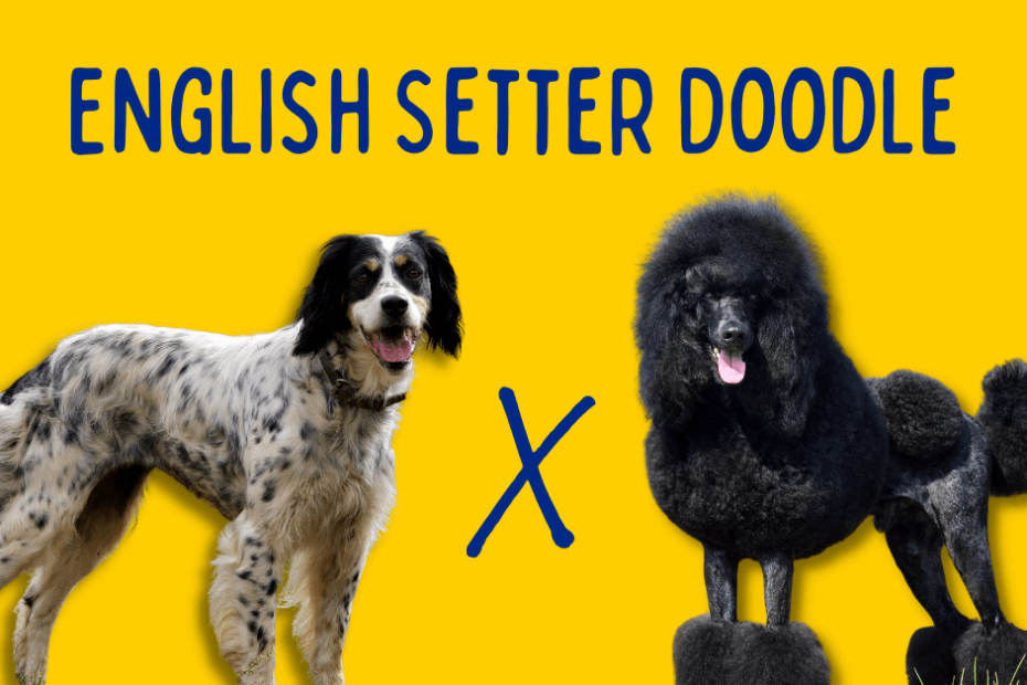 English Setter next to a Poodle with text reading "English Setter Doodle"
