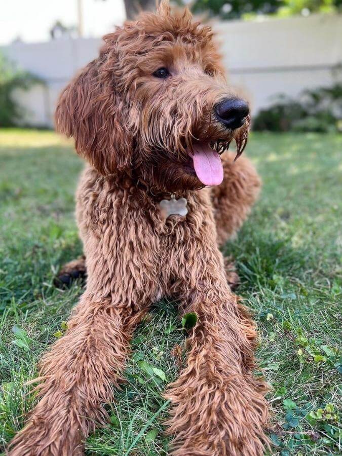 An F1b Irish Doodle laying in the grass outside with his tongue out