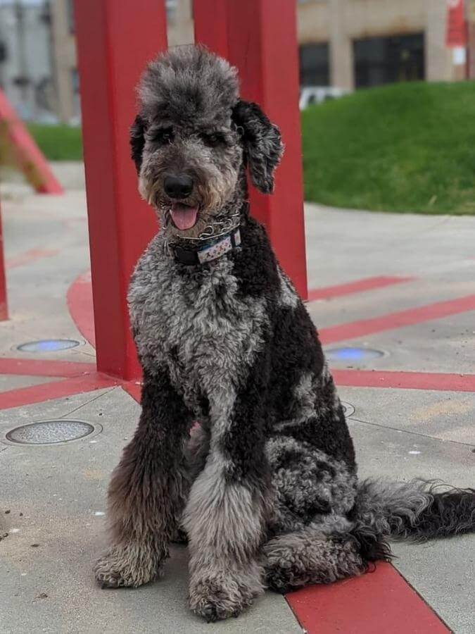 F1b blue merle Goldendoodle sitting outside on a concrete patio