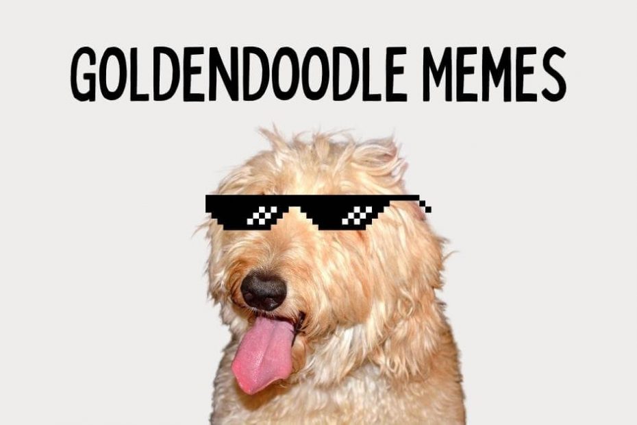 Goldendoodle with sunglasses on with text saying "Goldendoodle Memes"