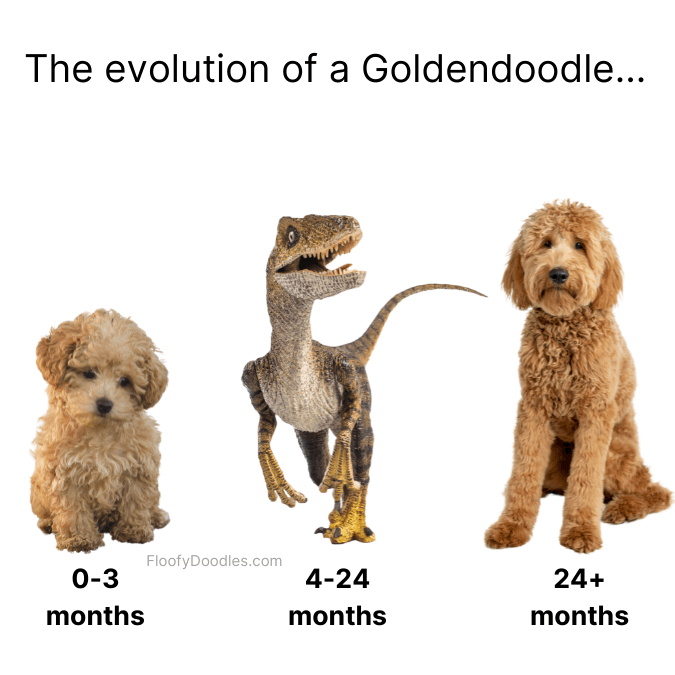 Goldendoodle stages with a dinosaur in the middle