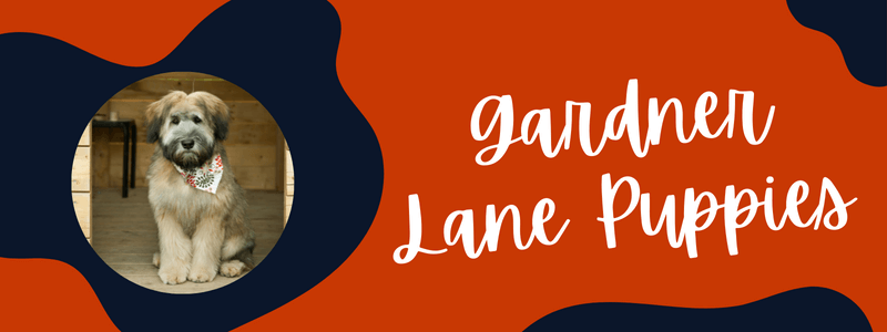 Decorative orange and blue image with text that says "gardner lane puppies"