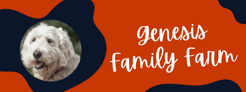 Decorative orange and blue image with text that says "genesis family farm"