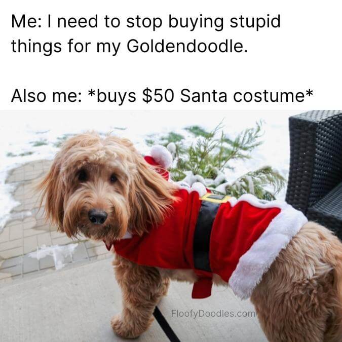 Goldendoodle wearing a Santa costume