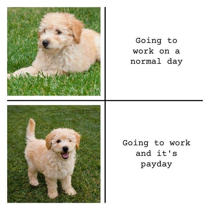 Two Goldendoodle puppies depicting the different moods of going to work when it's not payday versus payday