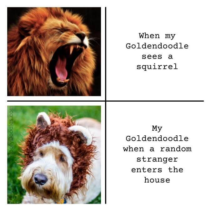 Meme with a picture of a lion compared with a picture of a Goldendoodle