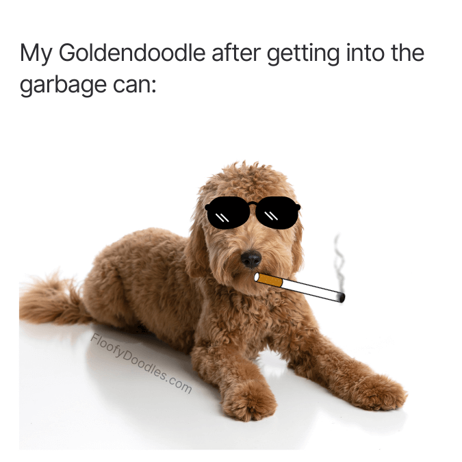 Goldendoodle smoking a cartoon cigarette with sunglasses