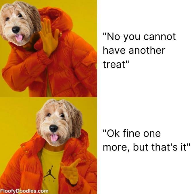 The classic Drake meme with a Goldendoodle cropped as his head