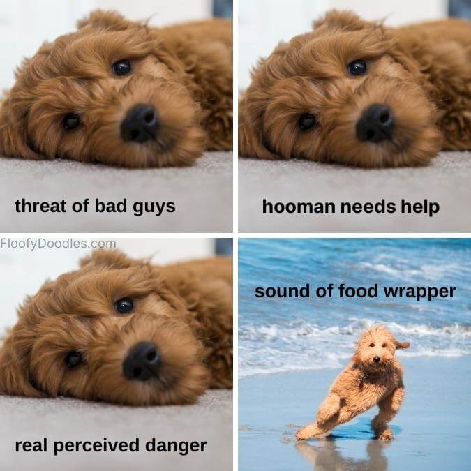 Montage of funny Goldendoodle pictures for a meme