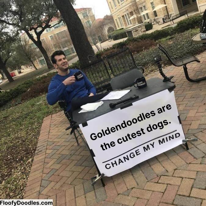 Guy sitting at a table with a sign saying "Goldendoodles are the cutest dogs"