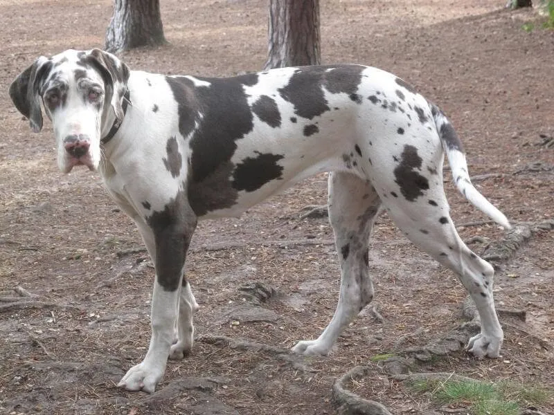 Great Dane with the black and white, harlequin merle coat pattern