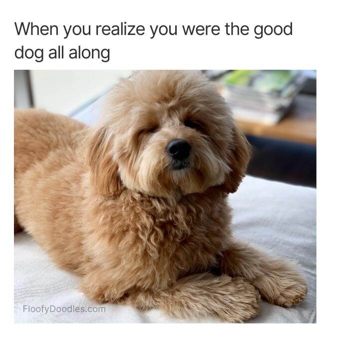 Goldendoodle with his eyes closed laying on a bed