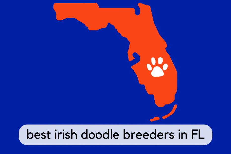 State of Florida with text below reading "best irish doodle breeders in FL"