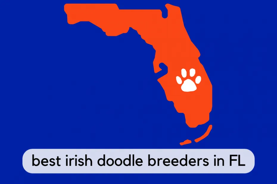 Irish Doodle Breeders - Floofy Doodles