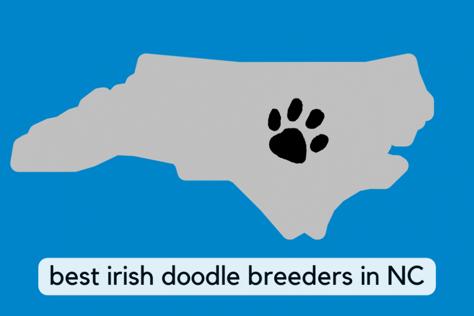 State of North Carolina with text below it reading "best Irish Doodle breeders in NC"