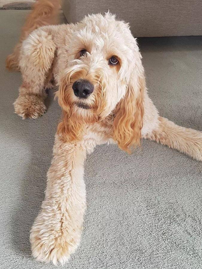 Cream Irish Doodle with his legs sprawled out on the carpet