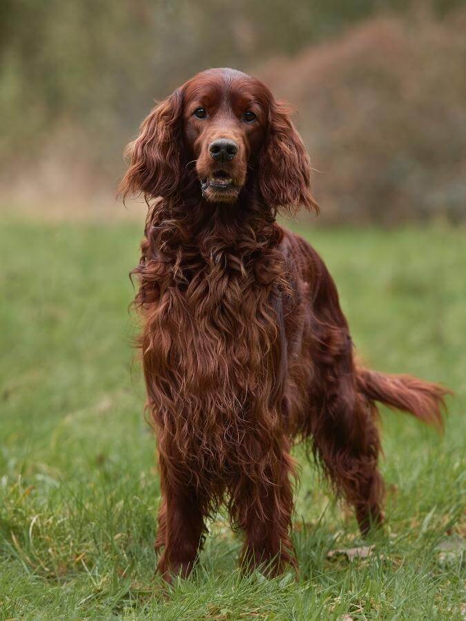 An adult Irish Setter dog standing in a field