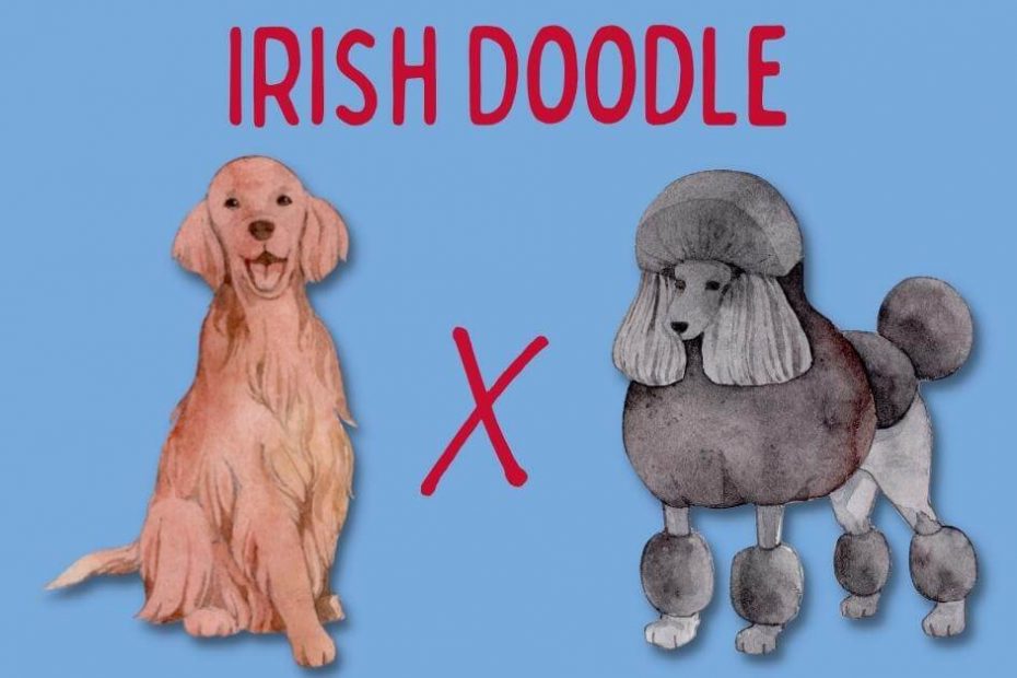 Cartoon Irish Setter next to a cartoon Poodle with text saying "Irish Doodle"