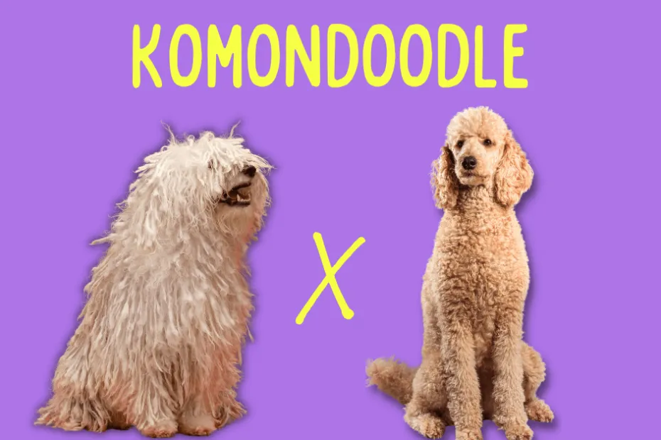 Komondor dog next to a Poodle with text above reading "Komondoodle" above