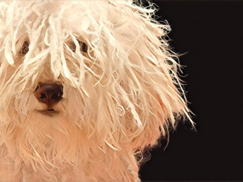 Painted portrait of a white Komondor