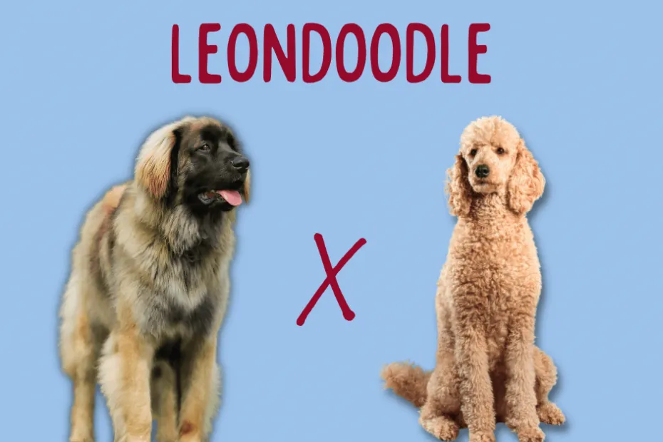 A Leonberger next to a Poodle with text above reading "Leondoodle"