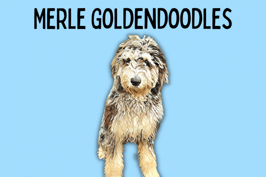 Cartoon merle Goldendoodle with text above reading "Merle Goldendoodles"