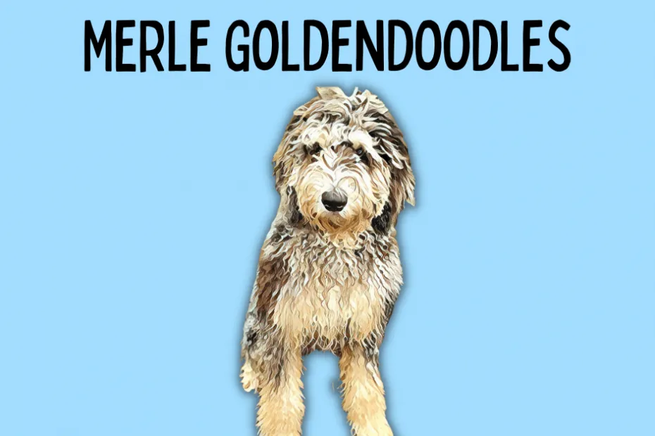 Cartoon merle Goldendoodle with text above reading "Merle Goldendoodles"
