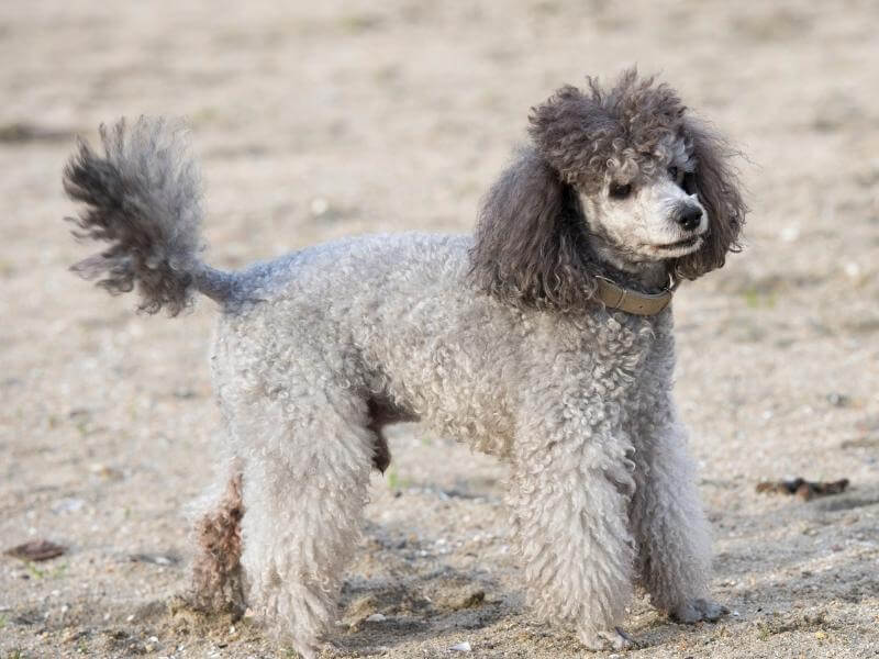 Grey Miniature Poodle at the beach