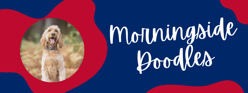 Decorative blue and red banner with text that says "Morningside Doodles"