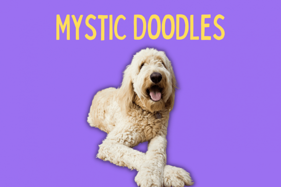 Goldendoodle dog with text above it saying "Mystic Doodles"