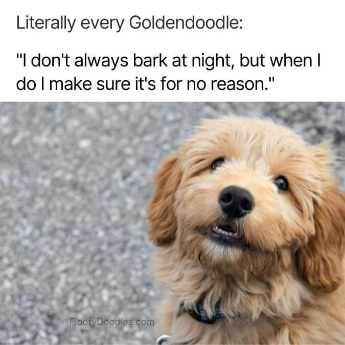 Cute Goldendoodle puppy with text saying "I don't always bark at night, but when I do I make sure it's for no reason"