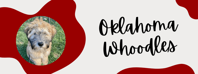 Decorative crimson and cream banner with text that says "Oklahoma Whoodles"