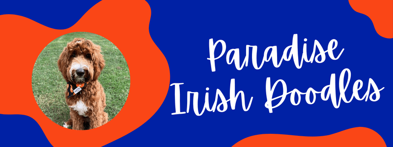 Decorative blue and orange banner with text that says "Paradise Irish Doodles"