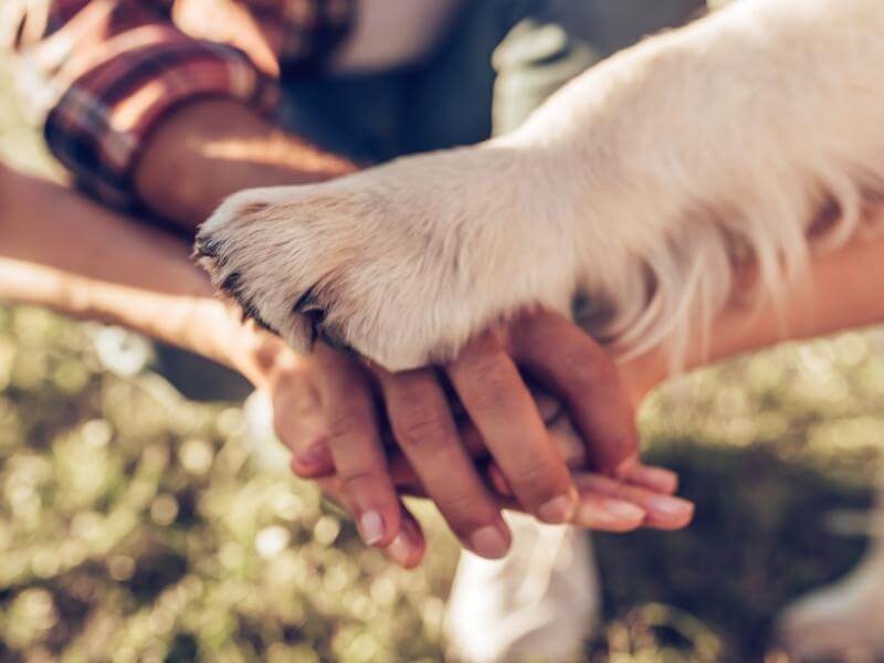A dog's paw on top of human hands