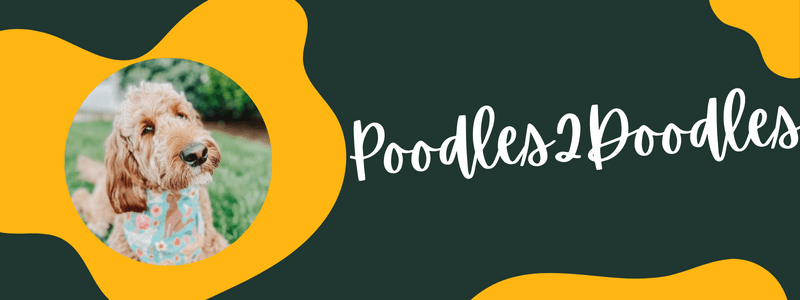 Decorative bay green and cheese gold banner with text that says "Poodles2Doodles"