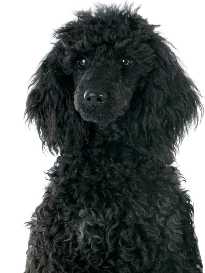 Portrait of the face and upper body of a black standard Poodle