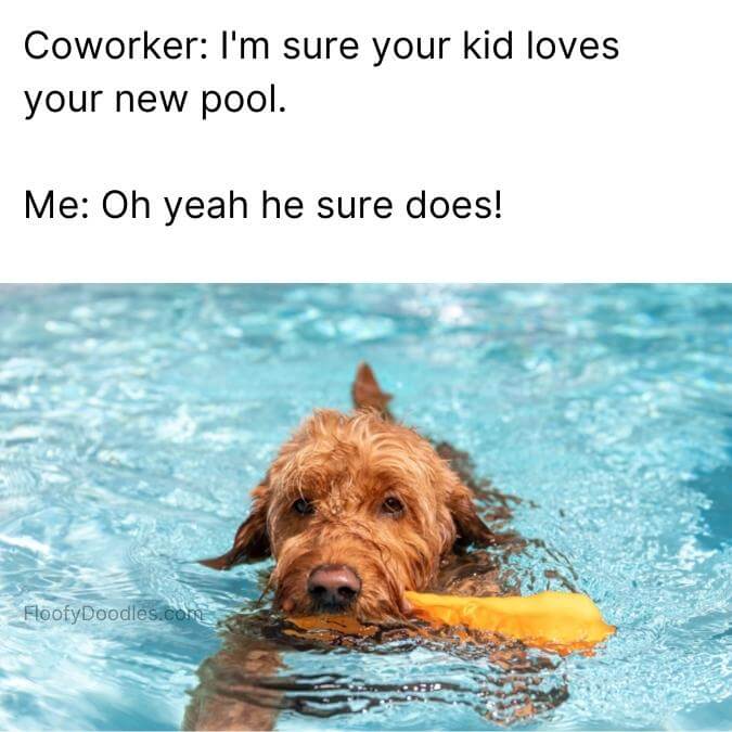 Goldendoodle swimming in a pool with funny text above